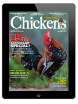 chickens- nov/dec 2024