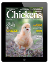 chickens- jan/feb 2025