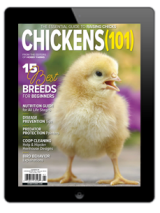 chicken digital print