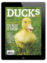 ducks 101-digital-2023