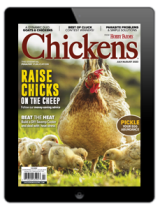 chickens jul/aug 2023
