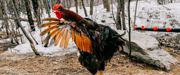 The Kardashihen Flock Frolics At Hawthorn Creek Homestead
