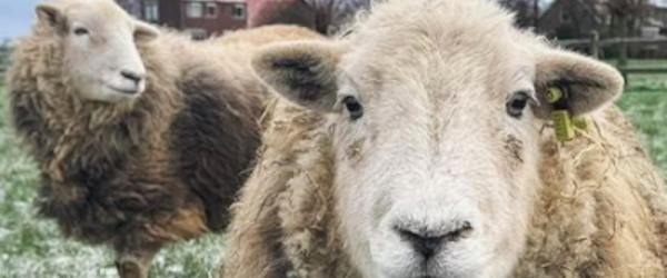 Herdwick Sheep: Raising This British Hill Breed