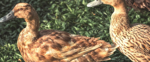 Duck Breeds: 17 Domestic Varieties Recognized by the APA