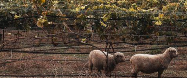 Babydoll Sheep at The Little Homestead By The Sea