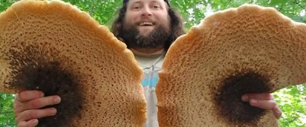 Pheasant Back Mushrooms & Homesteading With The Mighty Muskquatch
