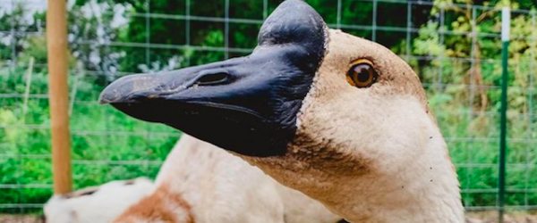 Discover African Geese & Cadillac Carrots At The Shiloh Farm