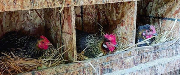 The Combstead Urban Farm Embraces Life With Chickens