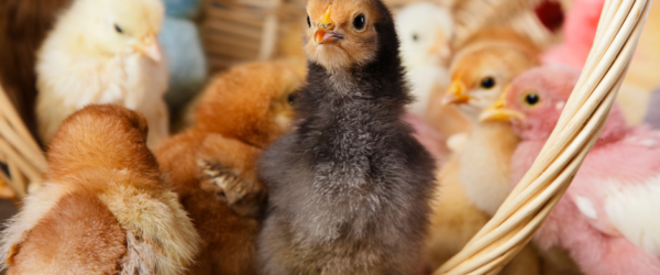 What To Do With Baby Chicks After Easter