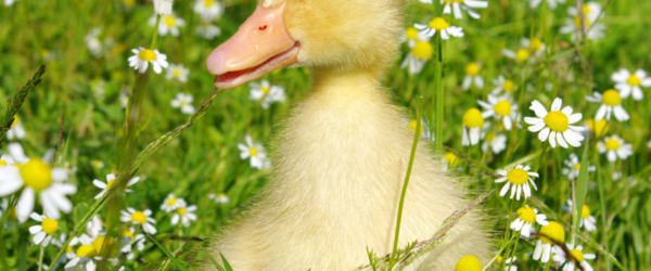 What to Feed Baby Ducks for Proper Nutrition