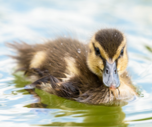 what-to-feed-baby-ducks